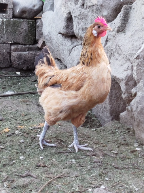 Cene i oglasi na pijacama