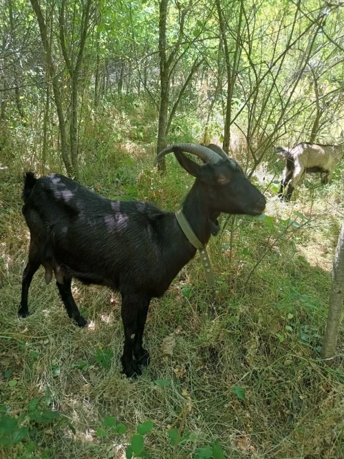 Cene i oglasi na pijacama