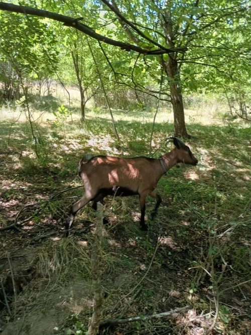 Cene i oglasi na pijacama
