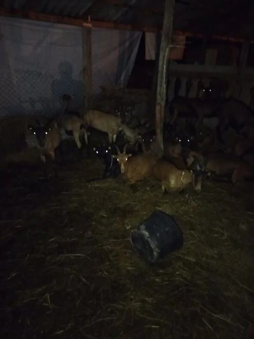 Cene i oglasi na pijacama