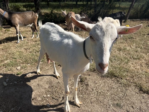 Cene i oglasi na pijacama