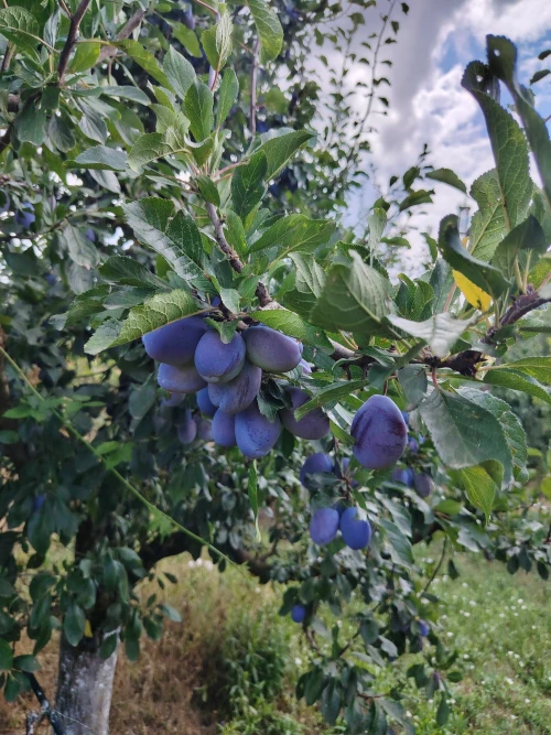 Cene i oglasi na pijacama