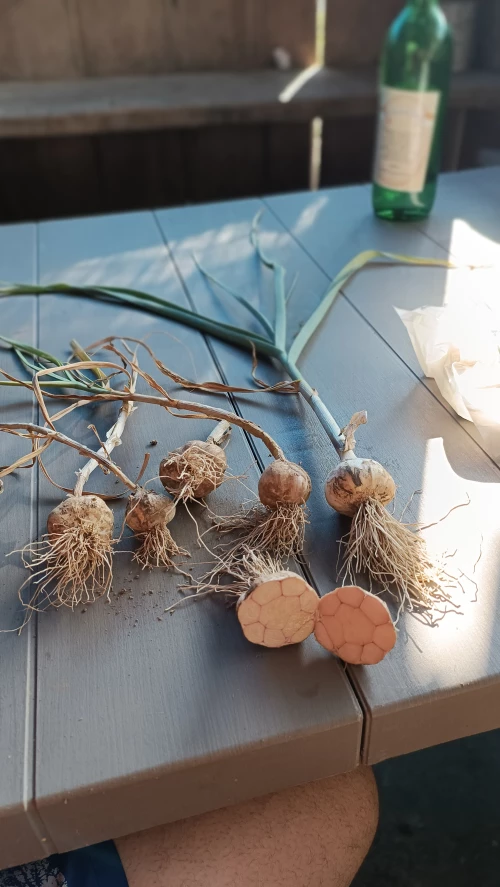 Cene i oglasi na pijacama