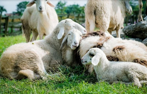 Cene i oglasi na pijacama