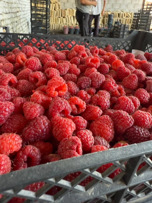 Cene i oglasi na pijacama