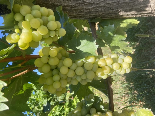 Cene i oglasi na pijacama