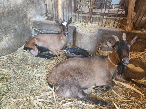 Cene i oglasi na pijacama