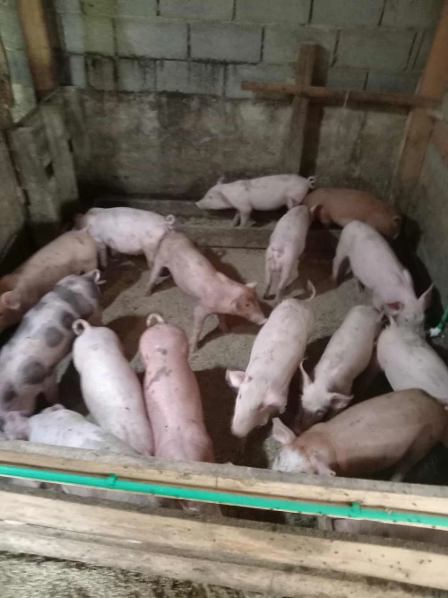 Cene i oglasi na pijacama