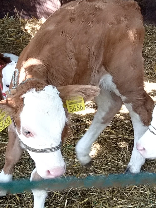 Cene i oglasi na pijacama