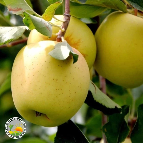 Cene i oglasi na pijacama