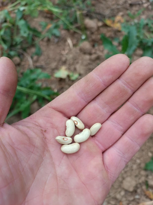 Cene i oglasi na pijacama