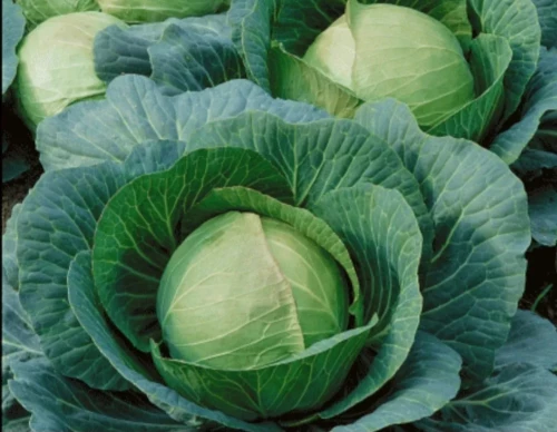 Cene i oglasi na pijacama