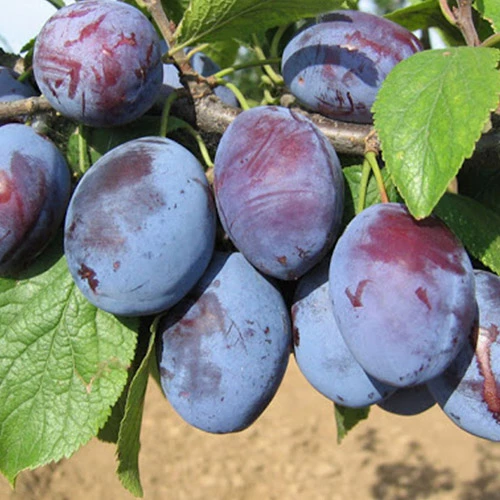 Cene i oglasi na pijacama