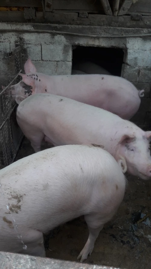 Cene i oglasi na pijacama