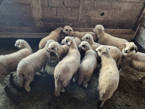 Cene i oglasi na pijacama