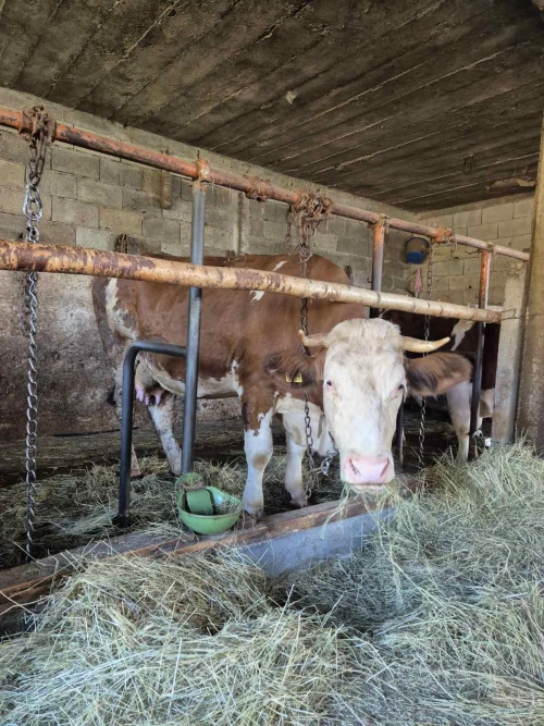 Cene i oglasi na pijacama