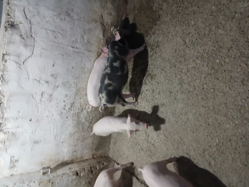 Cene i oglasi na pijacama