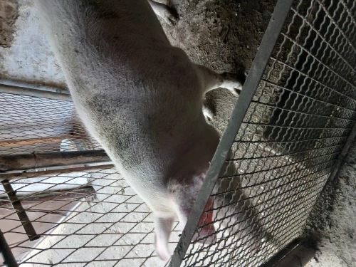 Cene i oglasi na pijacama