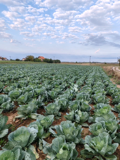 Cene i oglasi na pijacama