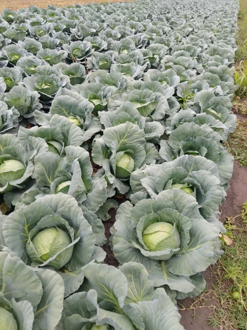 Cene i oglasi na pijacama