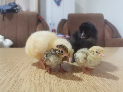 Cene i oglasi na pijacama