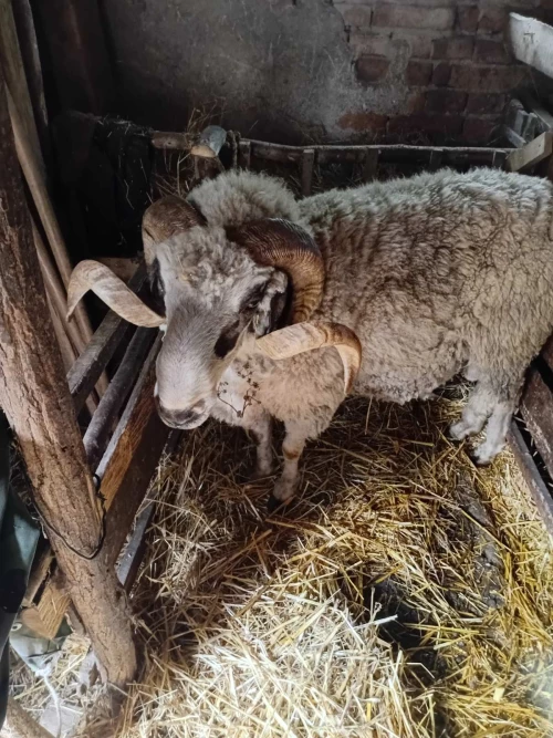 Cene i oglasi na pijacama