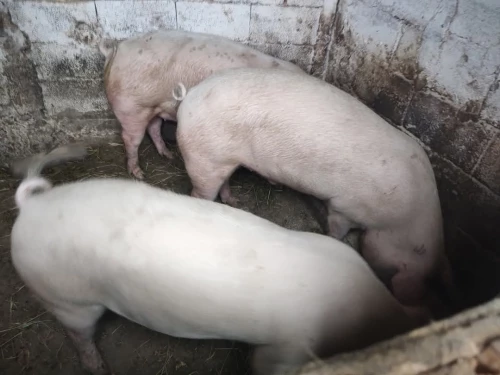 Cene i oglasi na pijacama