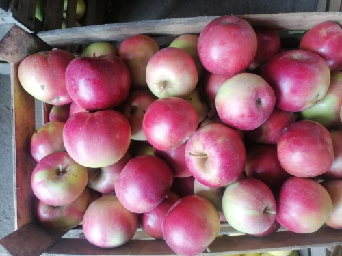 Cene i oglasi na pijacama