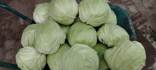 Cene i oglasi na pijacama