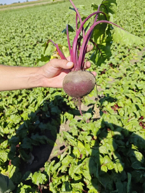 Cene i oglasi na pijacama