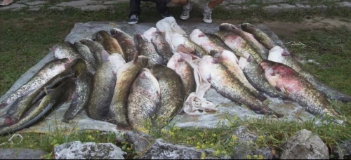 Cene i oglasi na pijacama