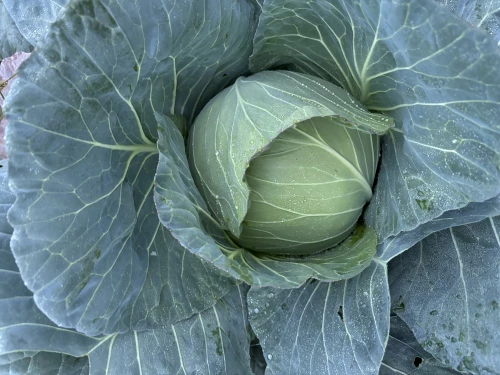 Cene i oglasi na pijacama