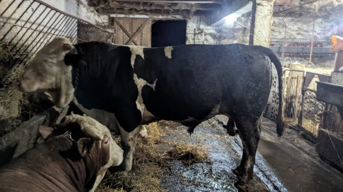 Cene i oglasi na pijacama