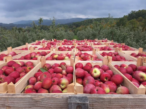 Cene i oglasi na pijacama