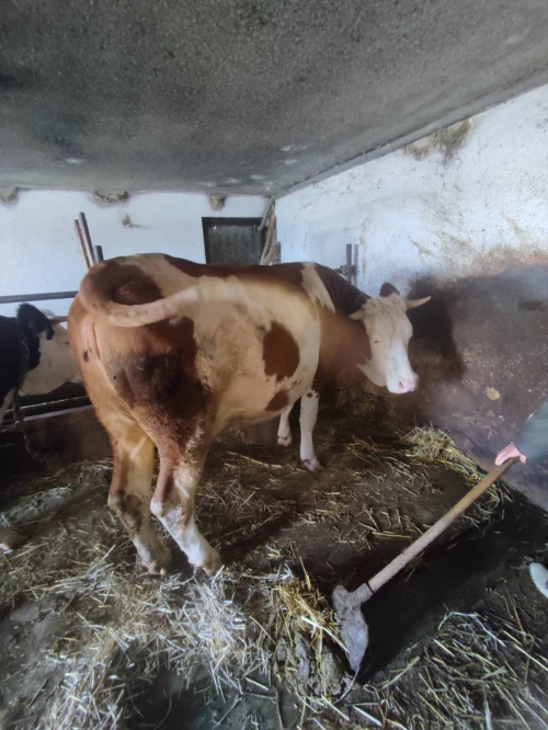 Cene i oglasi na pijacama