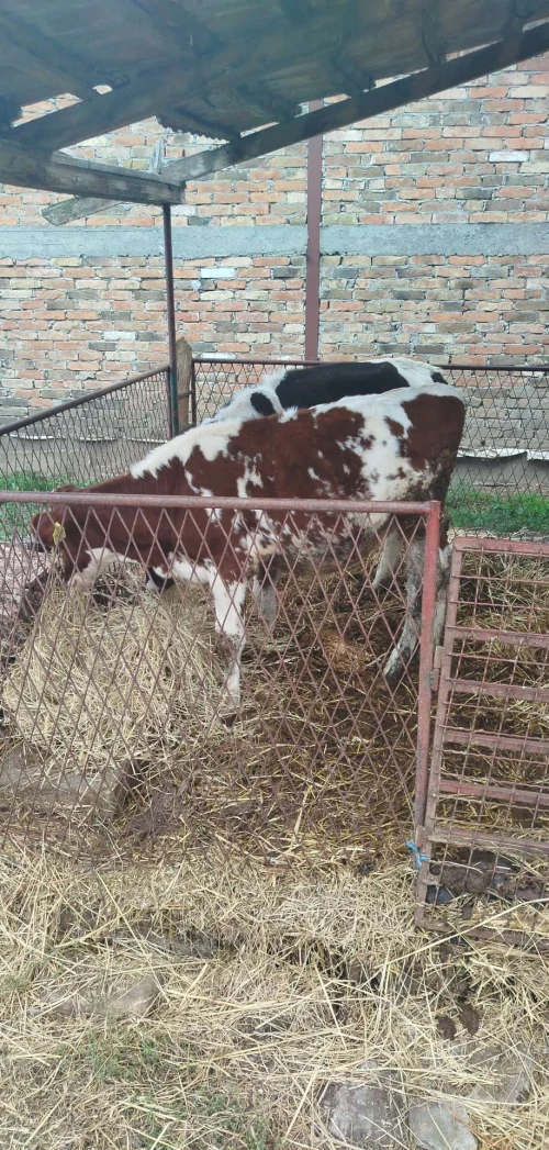 Cene i oglasi na pijacama