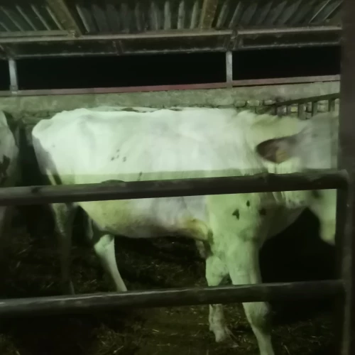 Cene i oglasi na pijacama