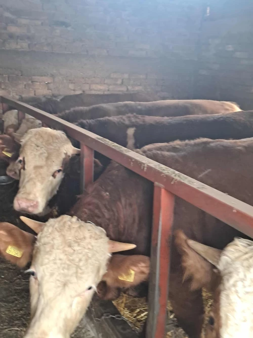 Cene i oglasi na pijacama