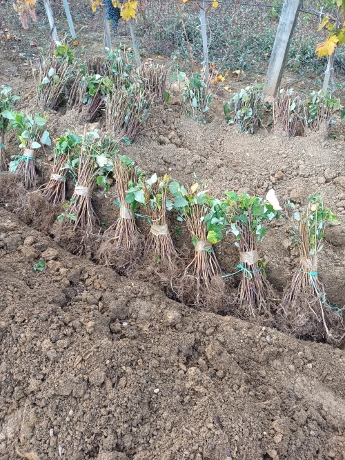 Cene i oglasi na pijacama