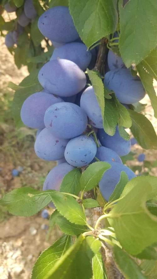 Cene i oglasi na pijacama