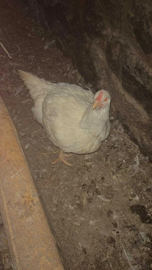 Cene i oglasi na pijacama