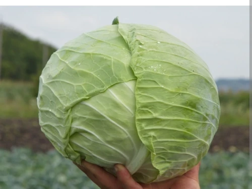 Cene i oglasi na pijacama