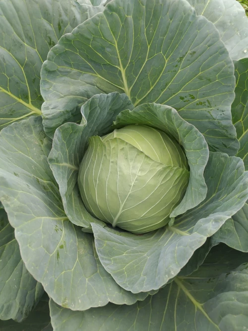 Cene i oglasi na pijacama