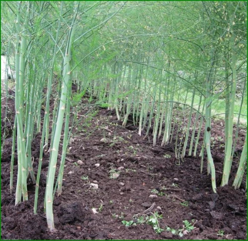 Cene i oglasi na pijacama