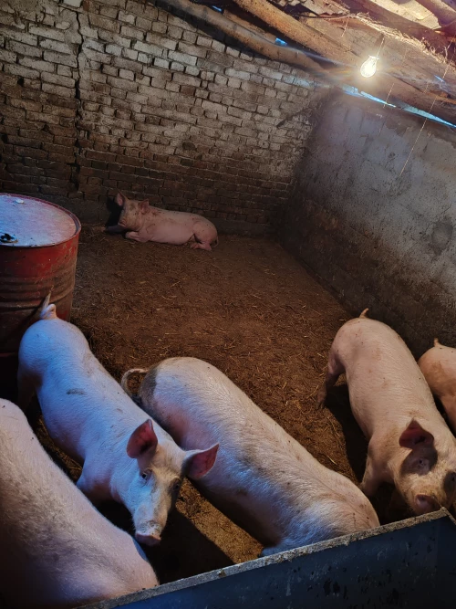 Cene i oglasi na pijacama