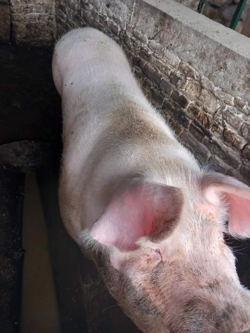 Cene i oglasi na pijacama