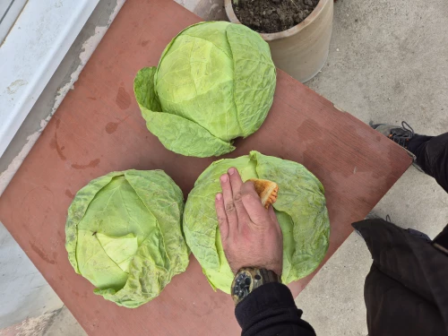 Cene i oglasi na pijacama