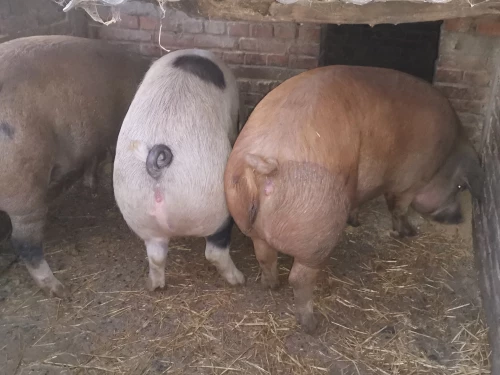 Cene i oglasi na pijacama