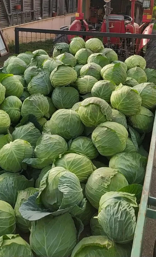 Cene i oglasi na pijacama