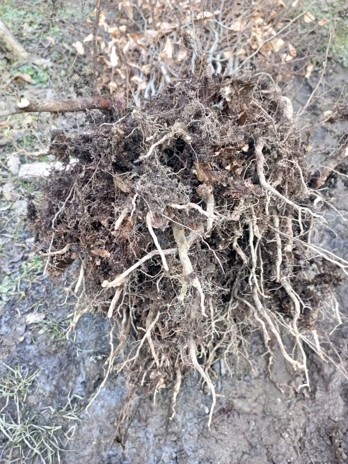 Cene i oglasi na pijacama